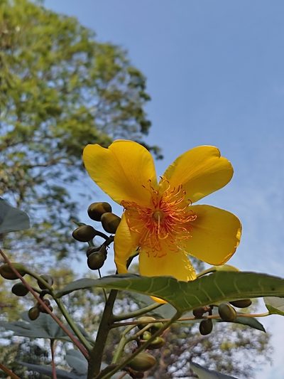 Cochlospermum religiosum, photographed by Meehir Pawar