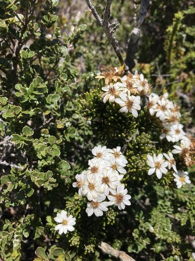 Olearia ledifolia, photographed by krumpianking