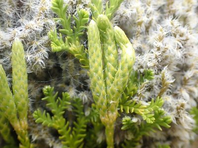 Diphasium scariosum, photographed by Paul Bell-Butler