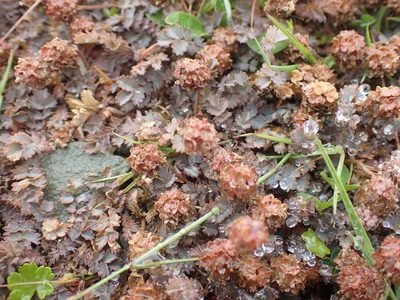 Acaena inermis, photographed by Paul Bell-Butler