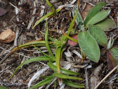 Carex breviculmis, photographed by Paul Bell-Butler