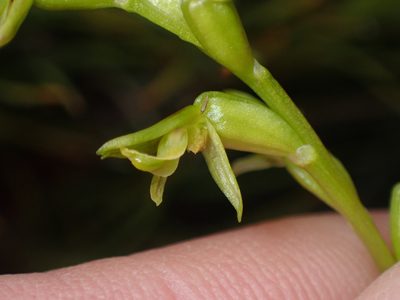Prasophyllum colensoi, photographed by Paul Bell-Butler