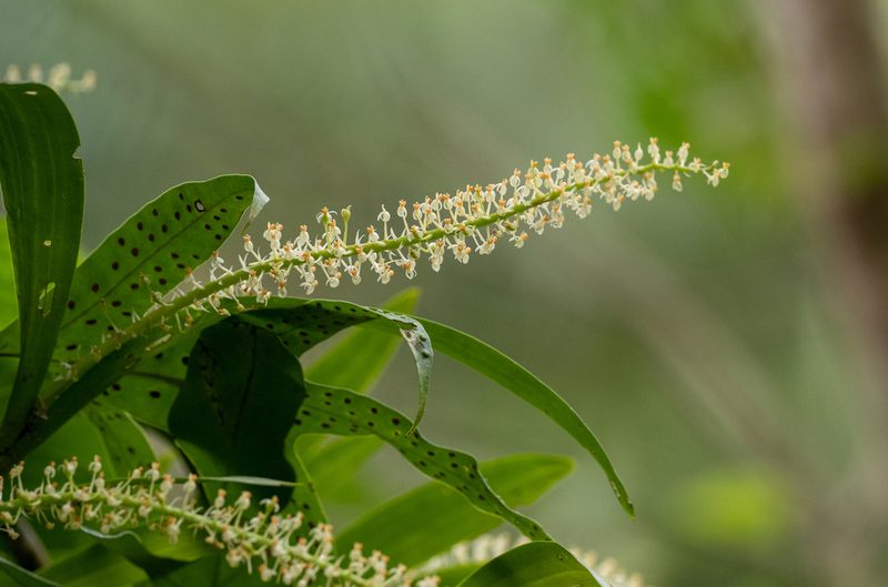 Liparis condylobulbon, photographed by Forest Botial-Jarvis