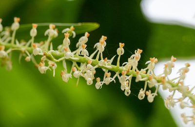 Liparis condylobulbon, photographed by Forest Botial-Jarvis