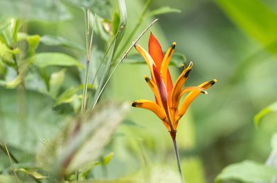 Heliconia psittacorum, photographed by Forest Botial-Jarvis