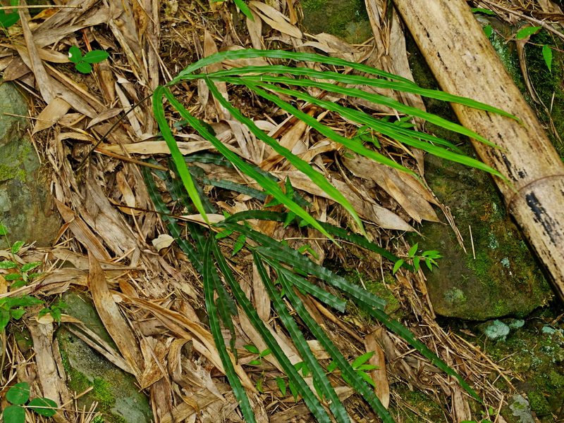 Pteris longipinna, photographed by Jacy Chen