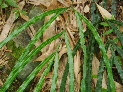 Pteris longipinna, photographed by Jacy Chen