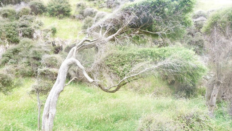 Hoheria angustifolia, photographed by Colin Meurk
