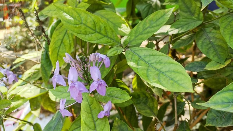 Pseuderanthemum graciliflorum, photographed by Paulmathi Vinod