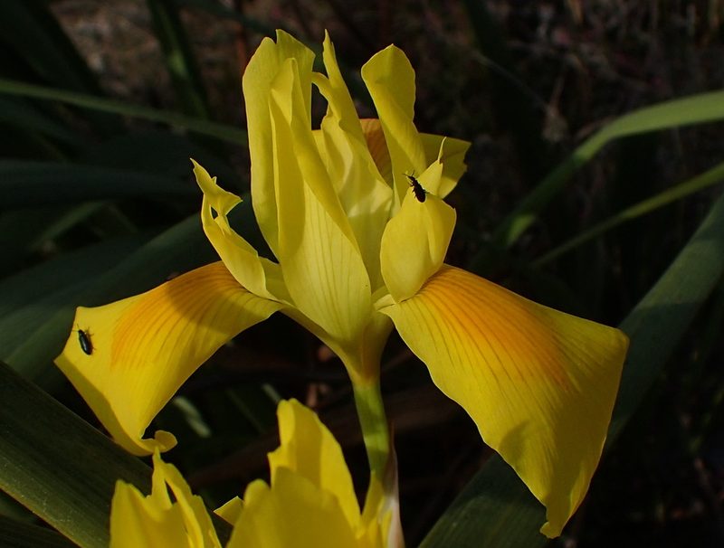 Moraea spathulata, photographed by Nicola van Berkel