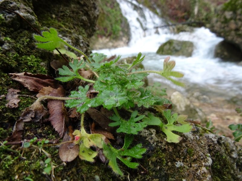 Saxifraga irrigua, photographed by Пані Тимошенко