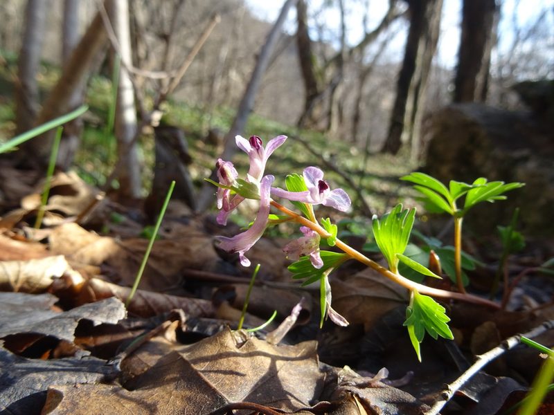 Corydalis paczoskii, photographed by Пані Тимошенко