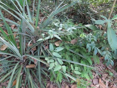 Adiantum latifolium, photographed by Navaneeth Sini George