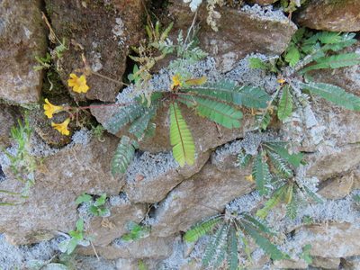 Biophytum sensitivum, photographed by Navaneeth Sini George