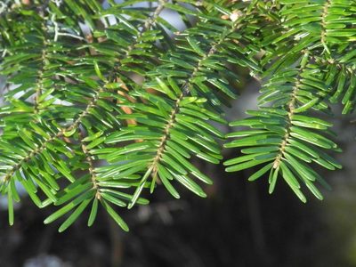 Abies fraseri, photographed by Michael J. Papay
