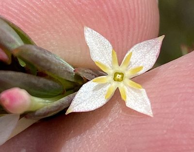 Struthiola myrsinites, photographed by Dave U