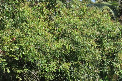 Syzygium cumini, photographed by Navaneeth Sini George