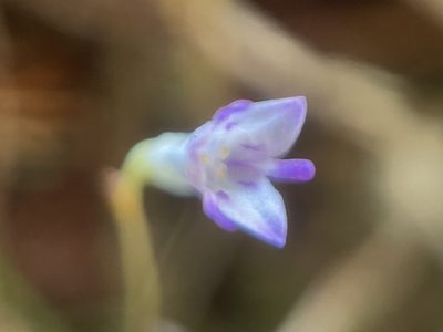 Apteria aphylla, photographed by Serenella Linares