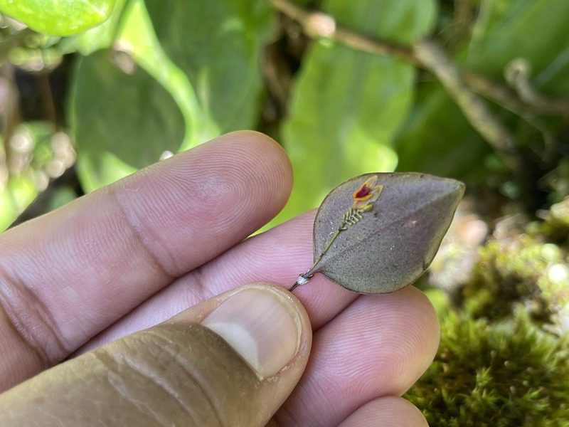 Lepanthes woodburyana, photographed by Serenella Linares