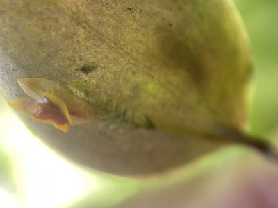 Lepanthes woodburyana, photographed by Serenella Linares