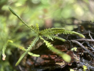 Cochlidium serrulatum, photographed by Serenella Linares
