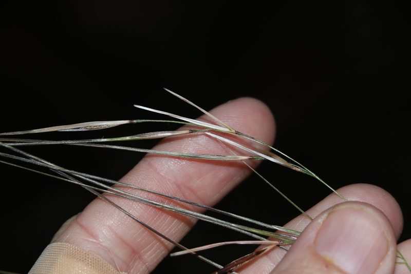 Austrostipa rudis, photographed by Greg Tasney