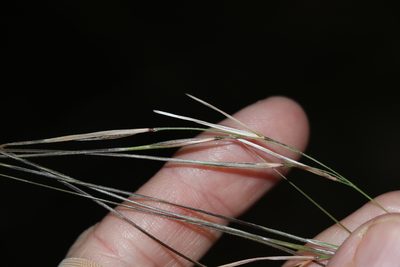 Austrostipa rudis, photographed by Greg Tasney