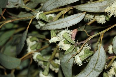 Eucalyptus planchoniana, photographed by Greg Tasney