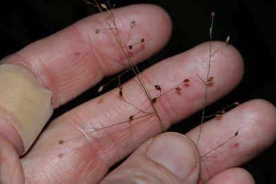 Panicum effusum, photographed by Greg Tasney