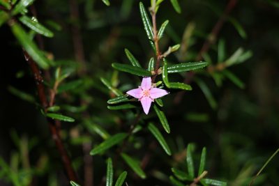 Boronia rosmarinifolia, photographed by Greg Tasney
