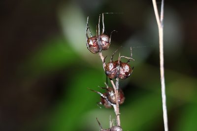 Haemodorum austroqueenslandicum, photographed by Greg Tasney