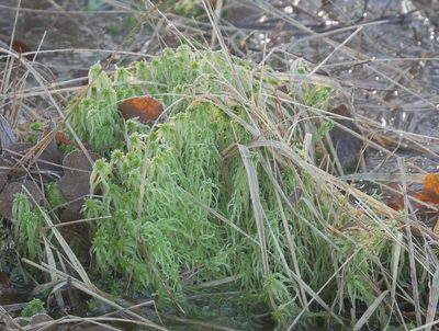 Sphagnum fimbriatum, photographed by Christian Kahle