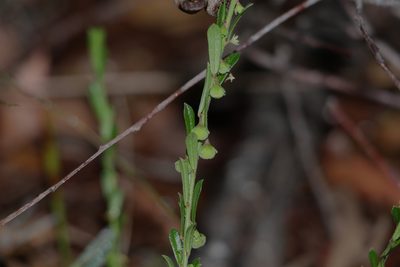 Phyllanthus hirtellus, photographed by Greg Tasney