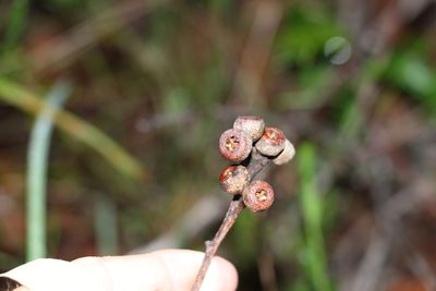 Eucalyptus tindaliae, photographed by Greg Tasney