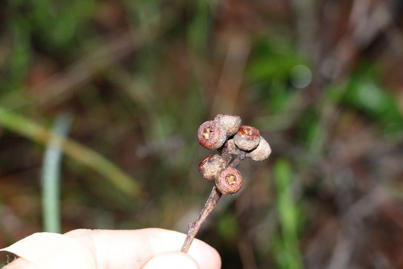 Eucalyptus tindaliae, photographed by Greg Tasney