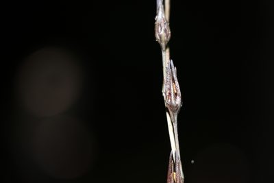 Haemodorum austroqueenslandicum, photographed by Greg Tasney