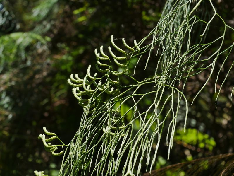 Lycopodiastrum casuarinoides, photographed by Jacy Chen