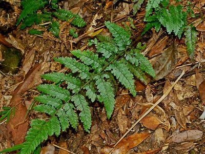 Microlepia trichocarpa, photographed by Jacy Chen
