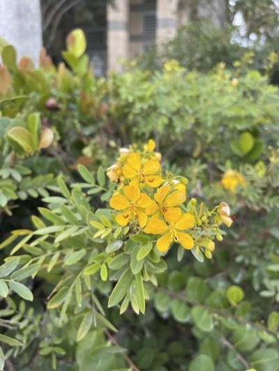 Senna mexicana, photographed by Brandon Corder