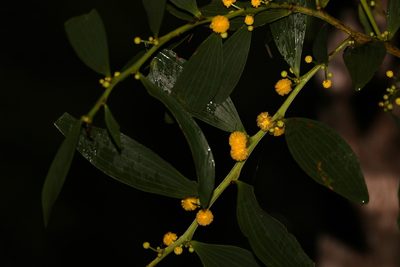 Acacia complanata, photographed by Greg Tasney