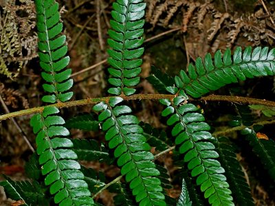 Polystichum biaristatum, photographed by Jacy Chen