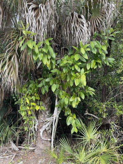 Ficus altissima, photographed by Brandon Corder