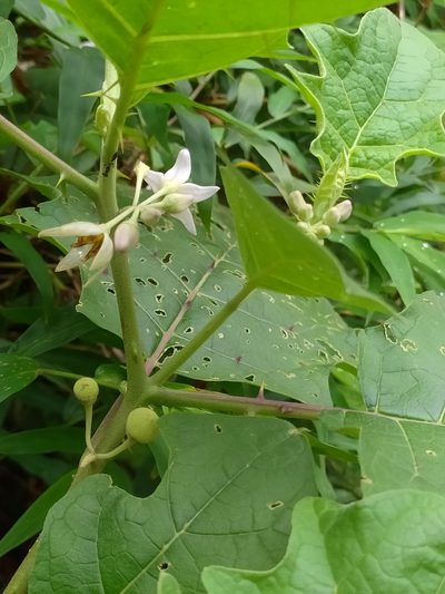 Solanum stramoniifolium, photographed by Guillaume Delaitre