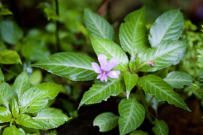 Impatiens kinabaluensis, photographed by Shawn O'Donnell
