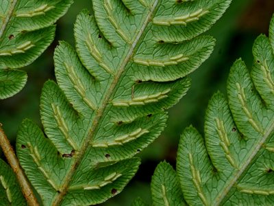 Woodwardia japonica, photographed by Jacy Chen