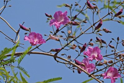 Tanaecium dichotomum, photographed by Hugo Hulsberg