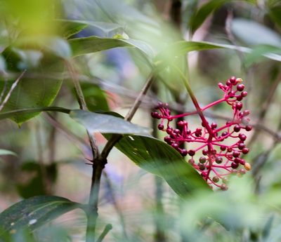 Medinilla speciosa, photographed by Shawn O'Donnell