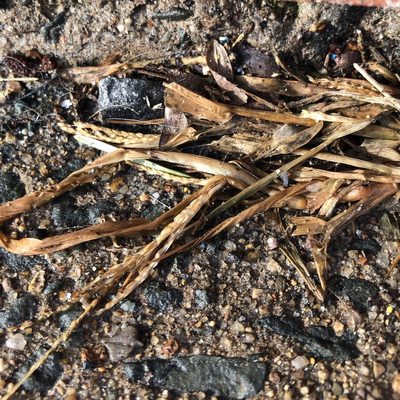Digitaria ischaemum, photographed by Jamie VanBuskirk