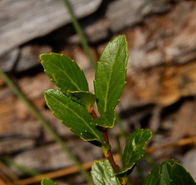 Azara alpina, photographed by Nicolás Villaseca Merino