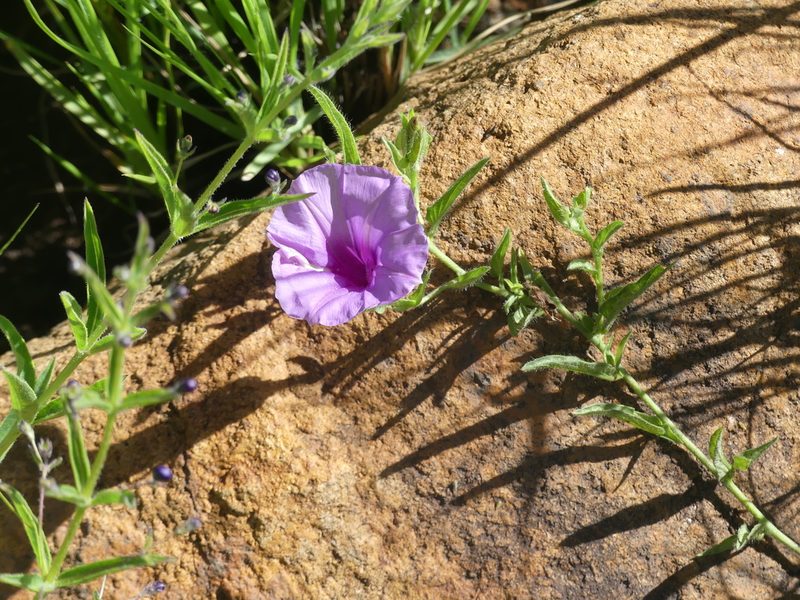 Ipomoea crassipes, photographed by Innes Buchner